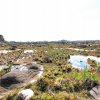 De l’eau et des plantes endémiques sur un morceau de Gondwana vieux de 400 000 ans
